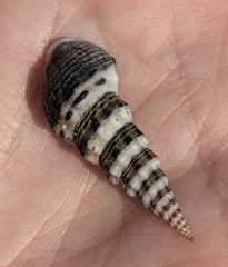 Batillaria attramentaria