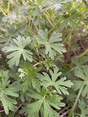 Geranium texanum