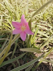 Zephyranthes carinata