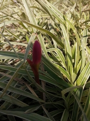 Zephyranthes carinata