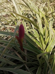 Zephyranthes carinata