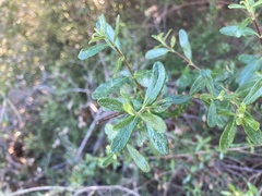 Lonicera subspicata subspicata