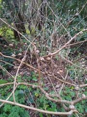 Leptospermum rotundifolium