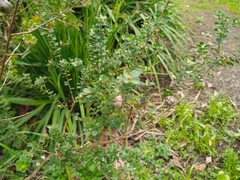 Leptospermum rotundifolium