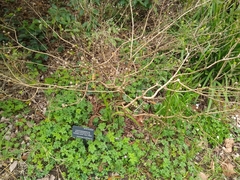 Leptospermum rotundifolium