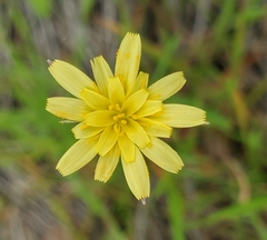 Microseris acuminata