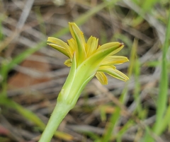 Microseris acuminata
