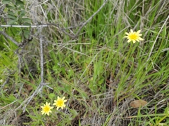 Microseris acuminata