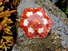 Meridiastra medius