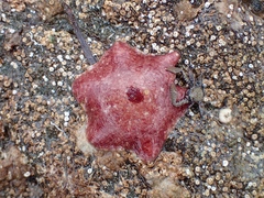 Meridiastra medius