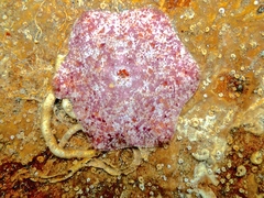 Meridiastra medius