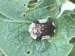 Helocassis testudinaria