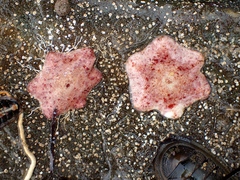 Meridiastra medius