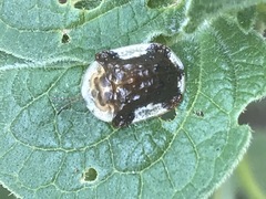 Helocassis testudinaria