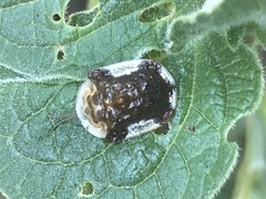 Helocassis testudinaria