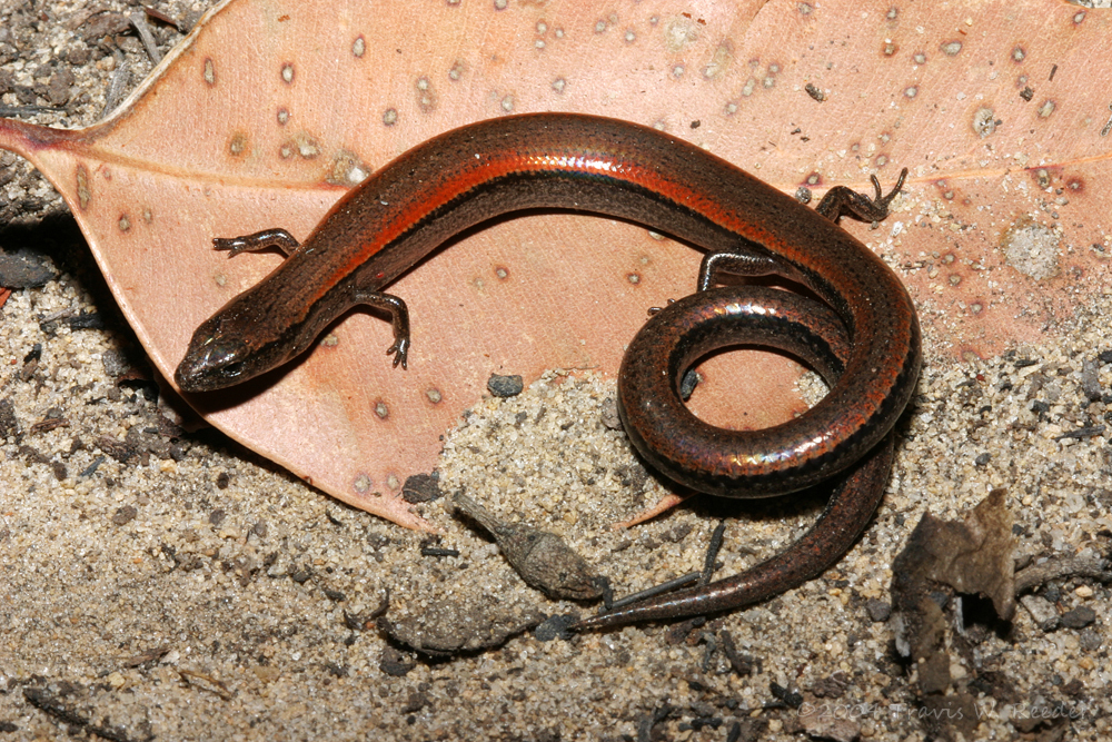 Lowlands Earless Skink (Bollygum Dell Biodiversity) · iNaturalist