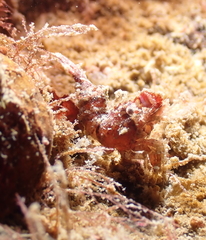 Spirontocaris prionota