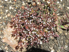 Chorizanthe leptotheca