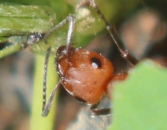 Formica propinqua