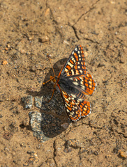 Euphydryas editha quino