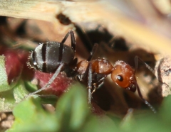 Formica propinqua