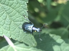 Metopoceris alternans