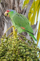 Amazona finschi × viridigenalis