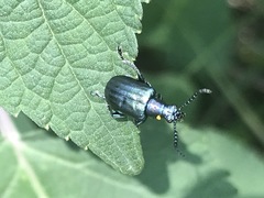 Metopoceris alternans