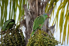 Amazona finschi × viridigenalis