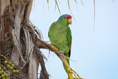 Amazona finschi × viridigenalis