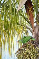 Amazona finschi × viridigenalis
