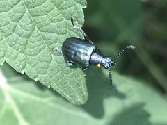 Metopoceris alternans