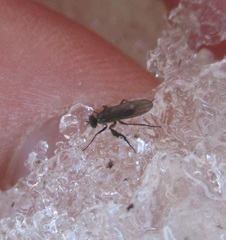 Campsicnemus philoctetes