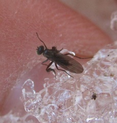 Campsicnemus philoctetes