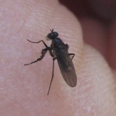 Campsicnemus philoctetes