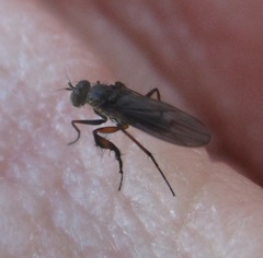 Campsicnemus philoctetes