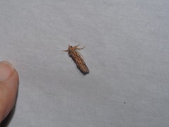 Meyrickella torquesauria