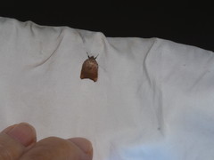Lepidoptera