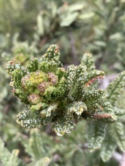 Ceanothus papillosus