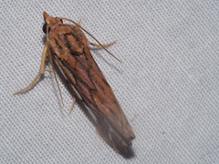 Meyrickella torquesauria