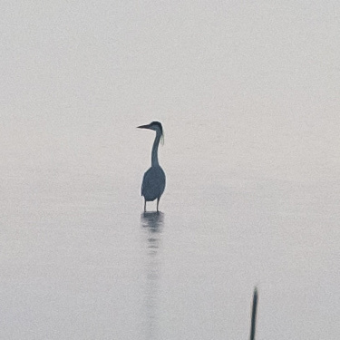Grey Heron