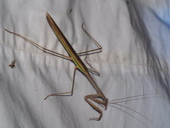 Tenodera blanchardi