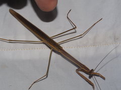 Tenodera blanchardi