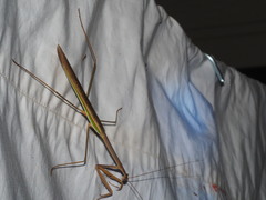 Tenodera blanchardi