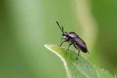 Deraeocoris punctum