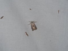 Lepidoptera