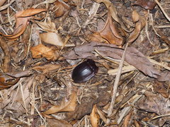 Pterohelaeus