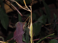 Tenodera blanchardi