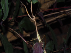 Tenodera blanchardi
