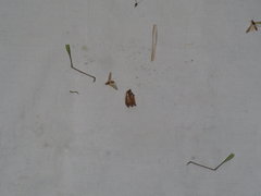 Tenodera blanchardi